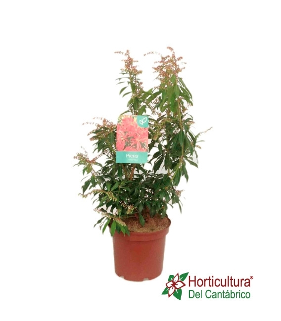 PIERIS JAPONICA M3L
