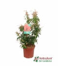 PIERIS JAPONICA M19