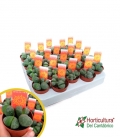 LITHOPS M5