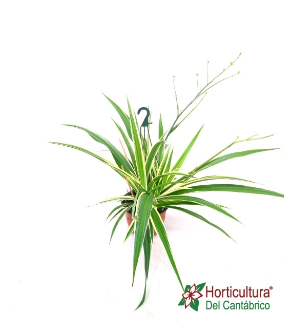 Planta de clorofito o mala madre