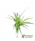 Planta de clorofito o mala madre