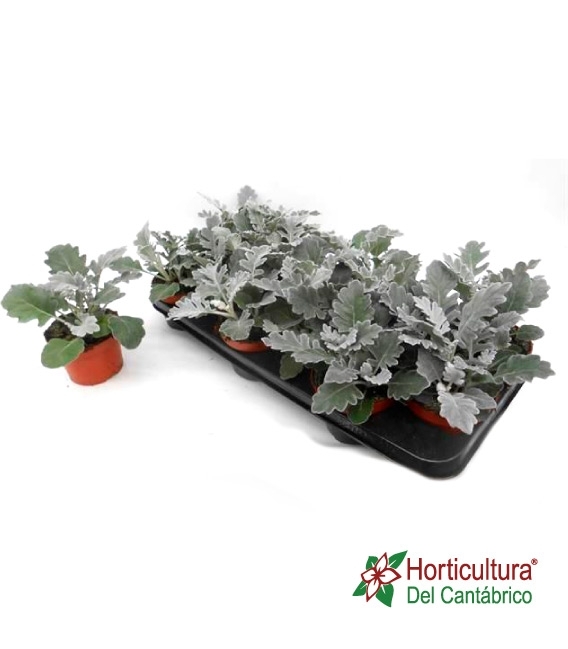 CINERARIA MARITIMA M9