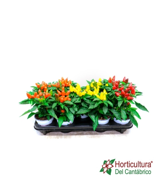 CAPSICUM M13