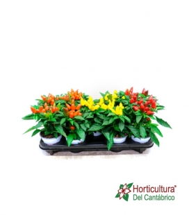 CAPSICUM M13