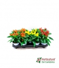CAPSICUM M13
