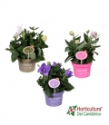 Planta de platycodon en blanco rosa o azul