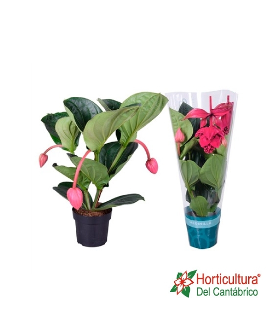 Planta de medinilla