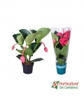 Planta de medinilla