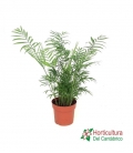 CHAMAEDOREA M20