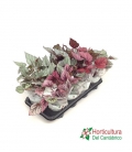 Bandeja begonia especial