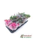 Bandeja begonia especial