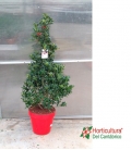 ILEX ALASKA PIRAMIDE 1,40 CM