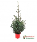 PICEA OMORICA 1.25 CM