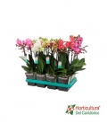 PHALAEPNOSIS M9 3V