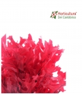 KERKUS RED PRESERVADO