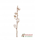 COTTON 6 CABEZAS