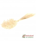 HILL FLOWER 100 GR WHITE
