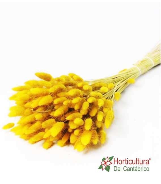 LAGURUS 100 GR YELLOW