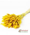 LAGURUS 100 GR YELLOW