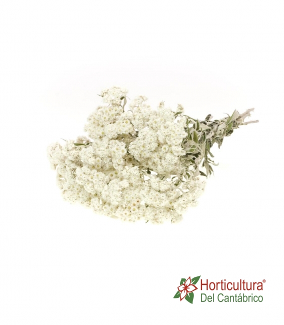 ANAPHALIS NATURAL WHITE