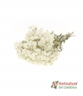 ANAPHALIS NATURAL WHITE