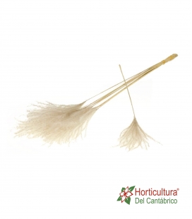 MISCANTHUS 10 PC NATURAL