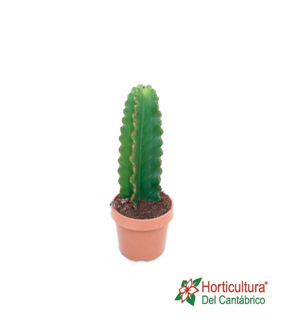 euphorbia ingens