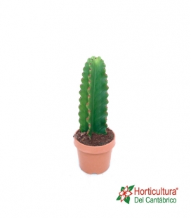EUPHORBIA INGENS M17