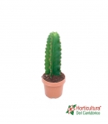EUPHORBIA INGENS M17