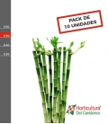BAMBU RECTO 050