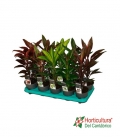 CORDELINE MIX M13
