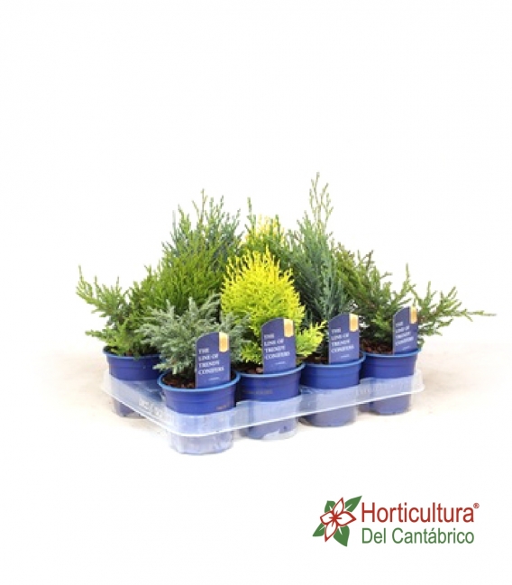 CONIFERA MIX M11