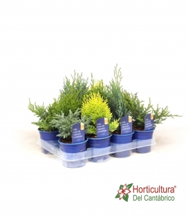 CONIFERA MIX M11