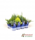 CONIFERA MIX M11