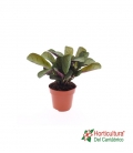 CTENANTHE AMAGRIS M12