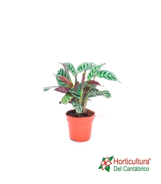 CTENANTHE BURLE-MARXII M12