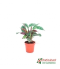 CTENANTHE BURLE-MARXII M12