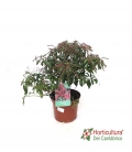 PIERIS JAPONICA M3L