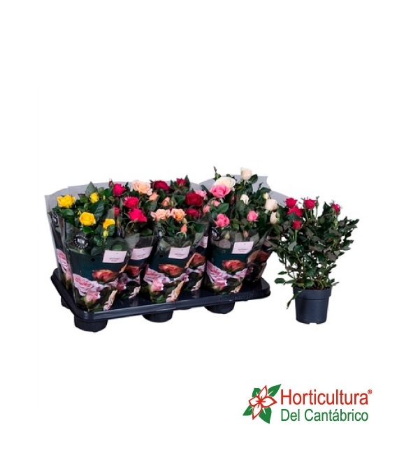 ROSA BEAN MONDE M10