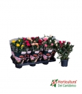 ROSA BEAN MONDE M10