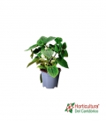 PILEA ALUMI M14
