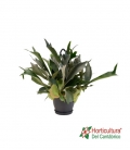 PLATYCERIUM M20