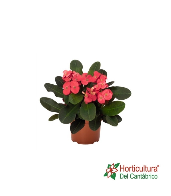 EUPHORBIA MILLI M12