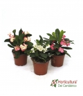 EUPHORBIA MILLI M12
