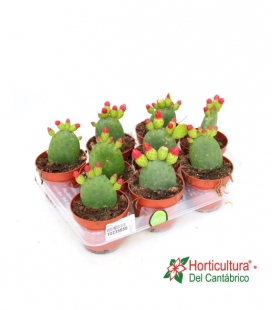OPUNTIA M10.5