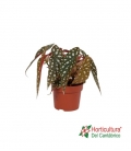 BEGONIA MACULATA M13