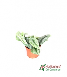 SCINDAPSUS TREBIE M12