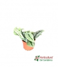 SCINDAPSUS TREBIE M12