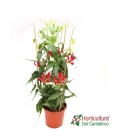 GLORIOSA M21
