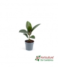 Ficus robusta